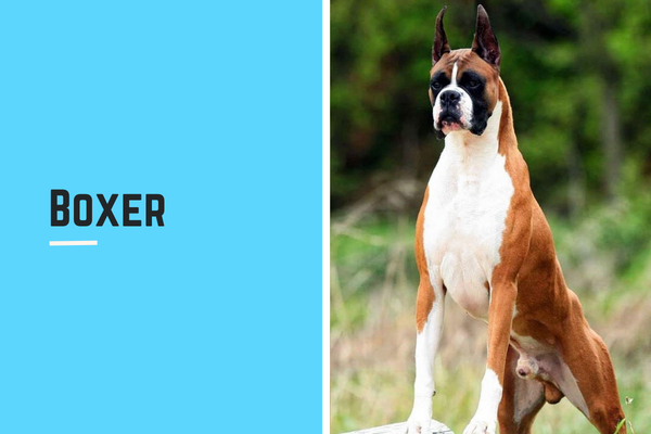 Various dog breeds suitable for Hyderabad living.
