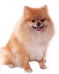 pomeranian