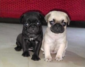 Happy family choosing a puppy in Hyderabad.